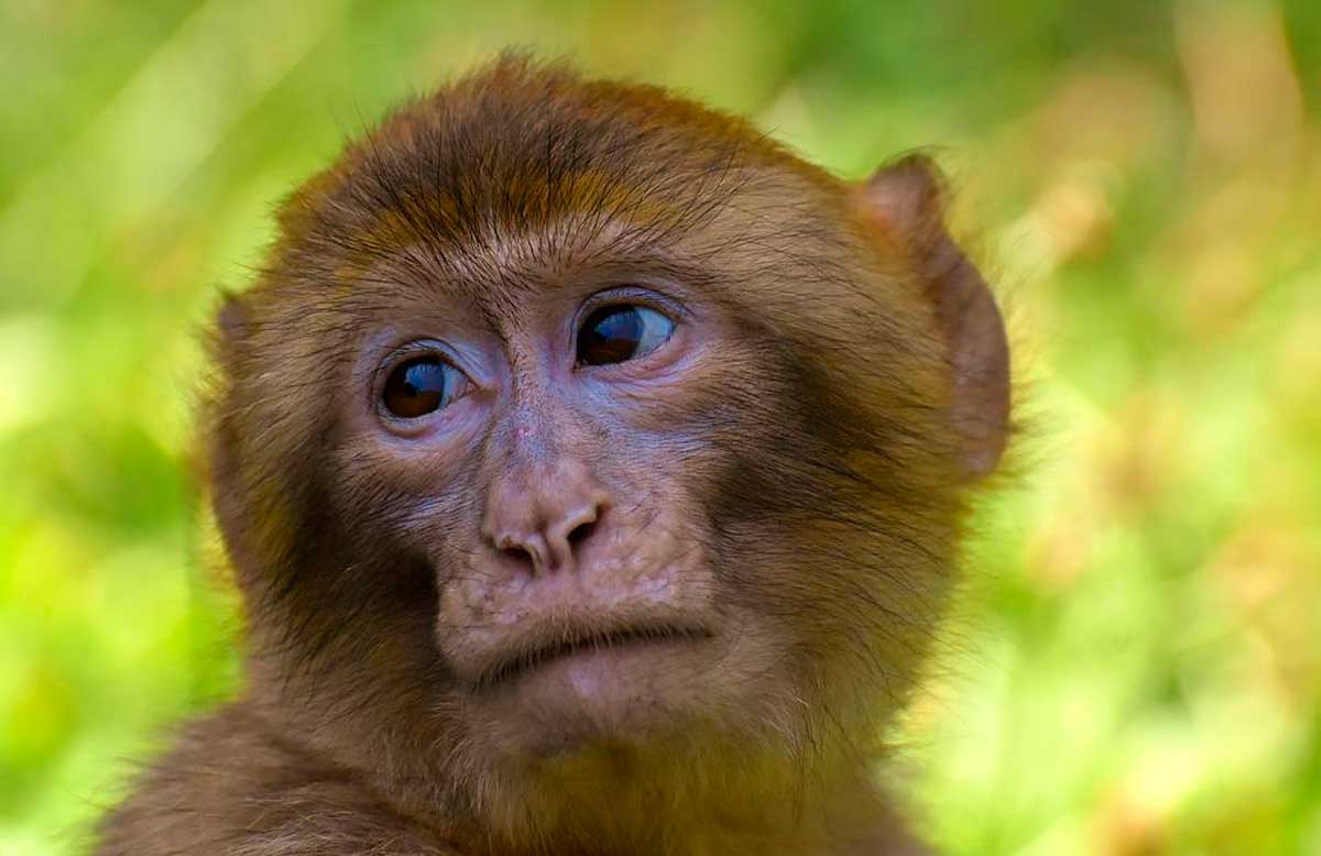 Varíola dos macacos. Foto: Pexels