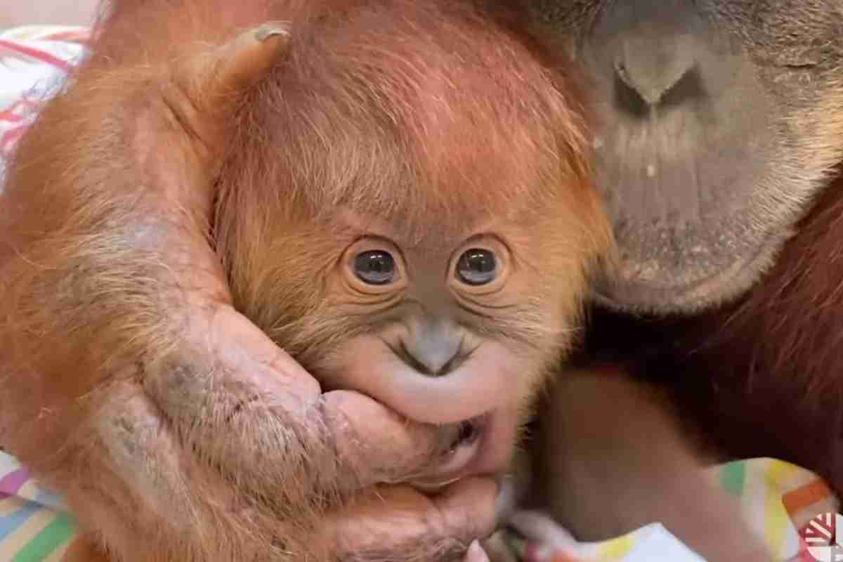 Fofura ao extremo: vídeo de bebê orangotango derrete o coração de internautas