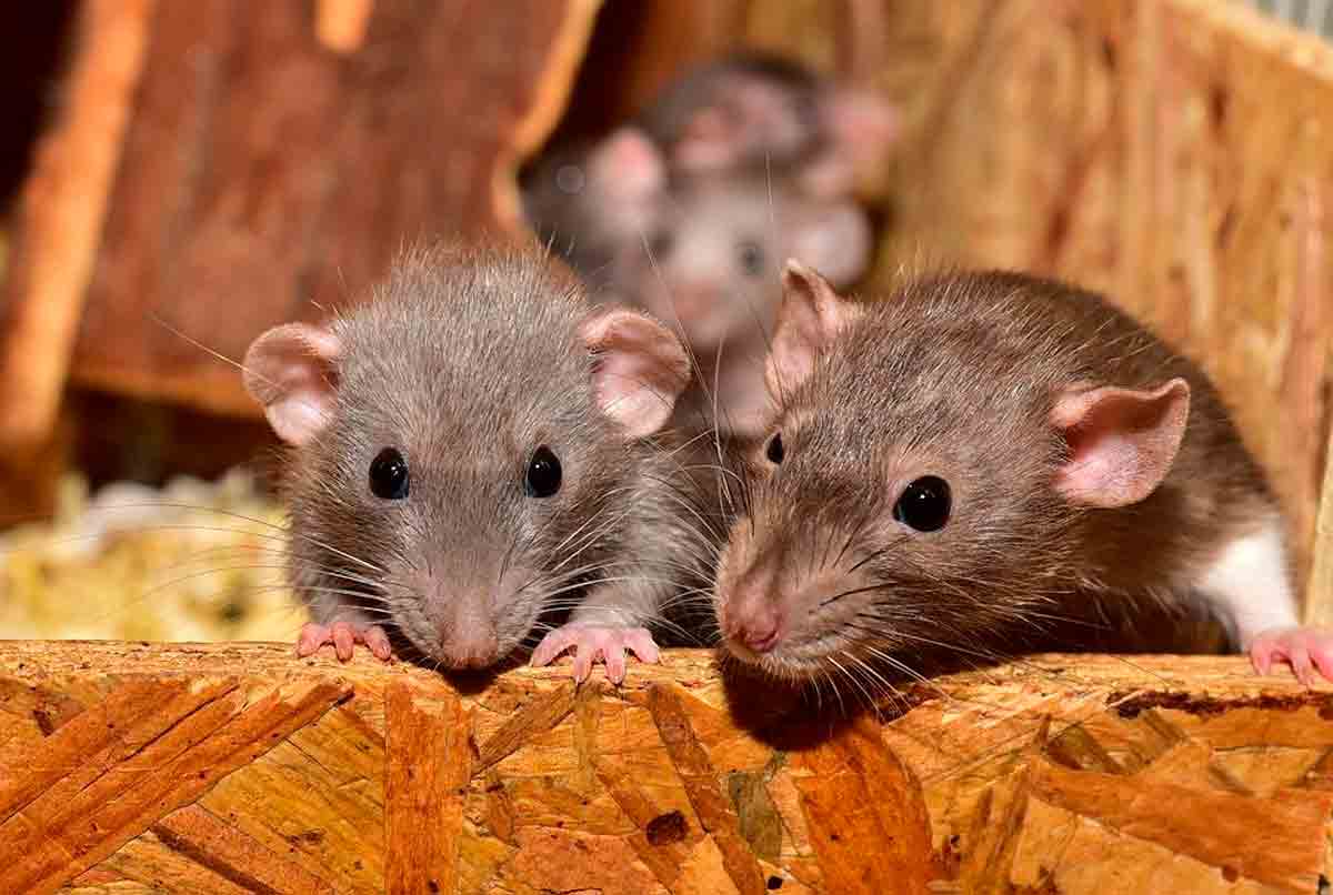 Rato. Foto: Pixabay