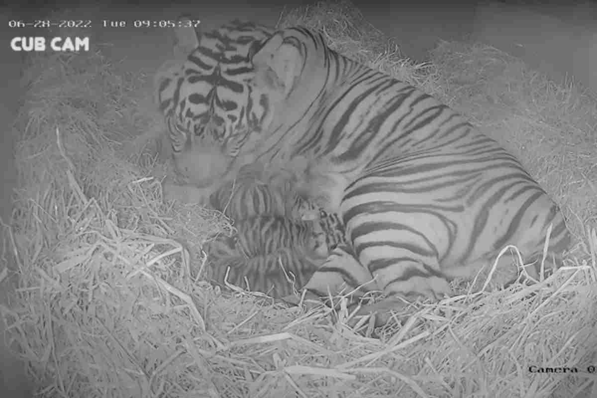 Tigresa-de-Sumatra dá à luz a trigêmeos no zoológico de Londres – assista o vídeo