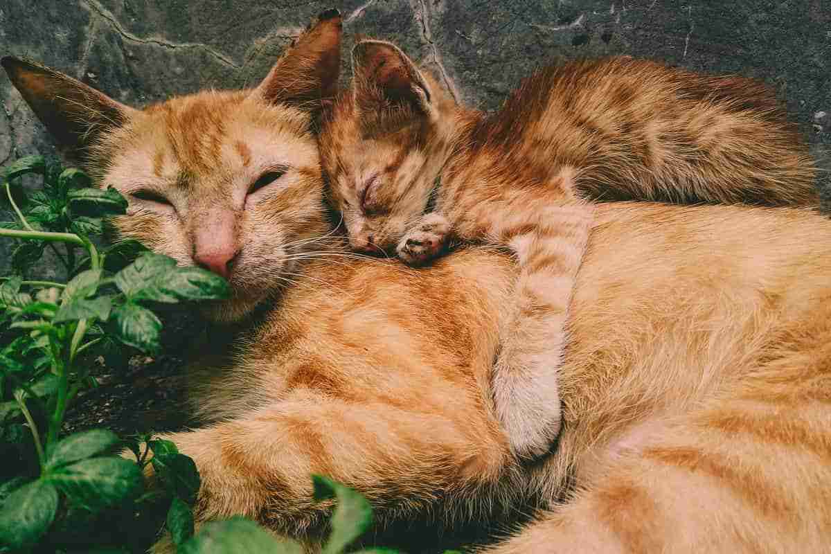 Gato idoso: saiba cuidados importantes para ter com bichanos acima de 7 anos