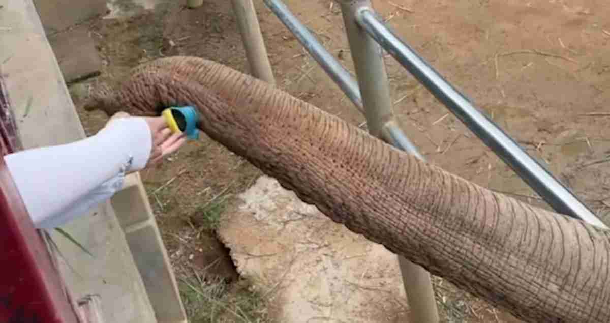 Gigante gentil: assista elefante devolver sapato caído em seu recinto no zoológico