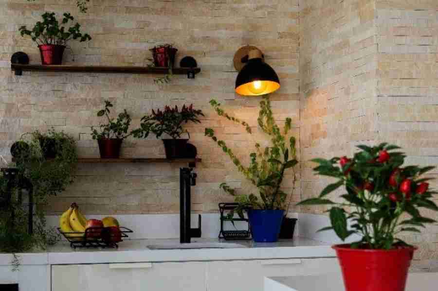 Descubra a melhor forma de iluminar cômodos com plantas e flores