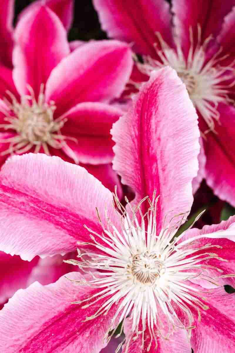 Clematis: como plantar, podar e cuidar dessa flor colorida