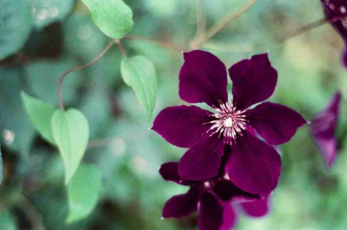 Clematis: como plantar, podar e cuidar dessa flor colorida
