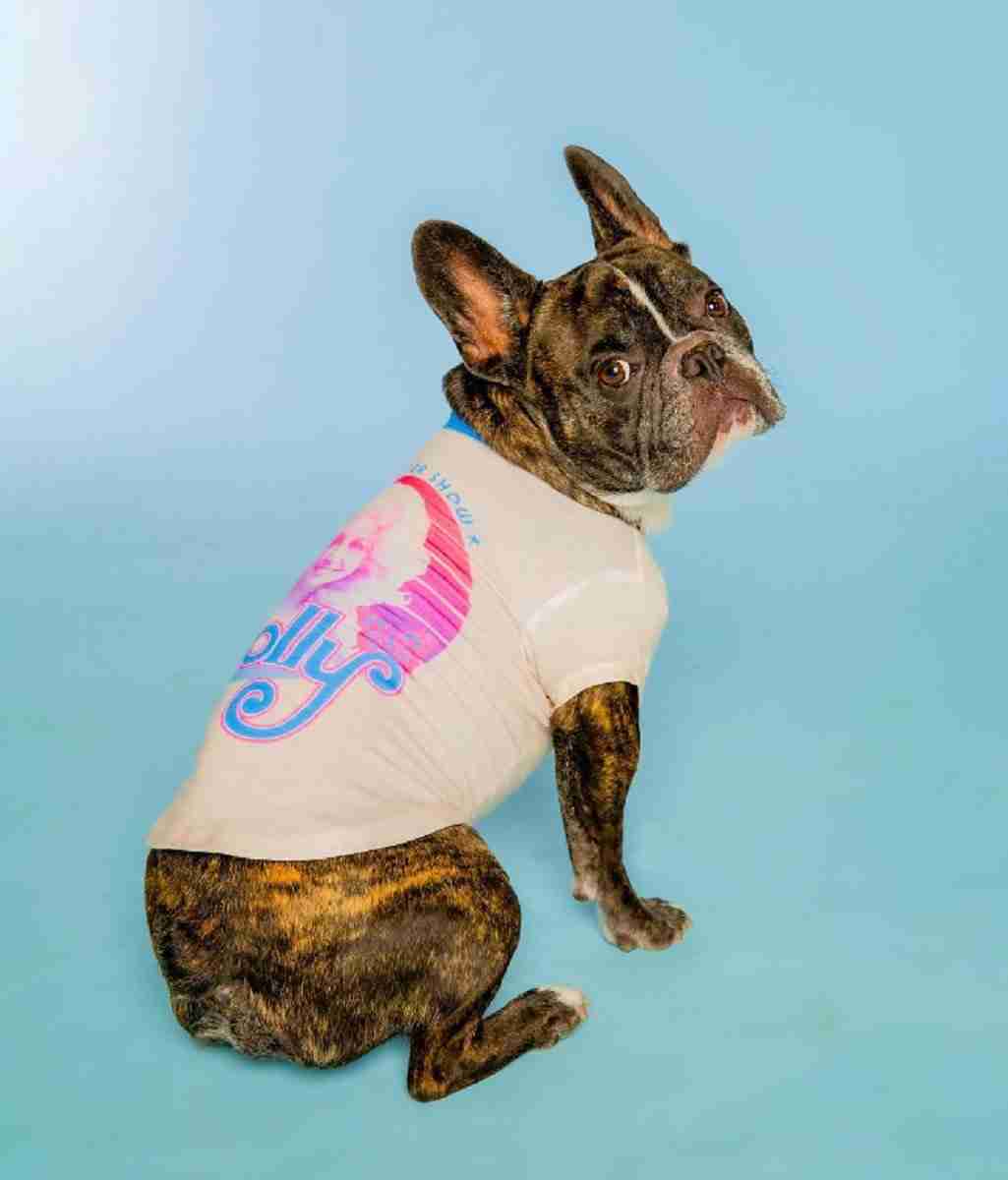 Dolly Parton lança roupas e brinquedos para cachorros: ‘Doggy Parton’