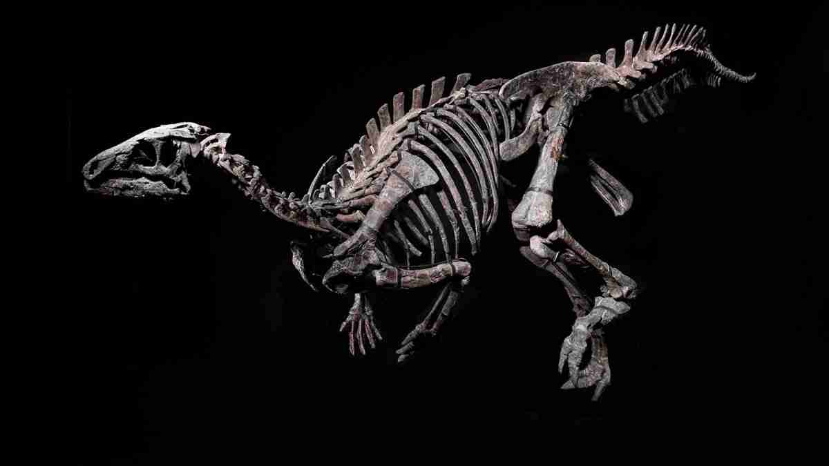O fóssil de iguanodonte é um dos últimos esqueletos de dinossauro a ser leiloado. Fotos: Divulgação/ Giquello et Associés