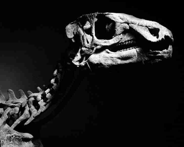 Fóssil de dinossauro de 150 milhões de anos será leiloado em Paris. Descubra o preço!