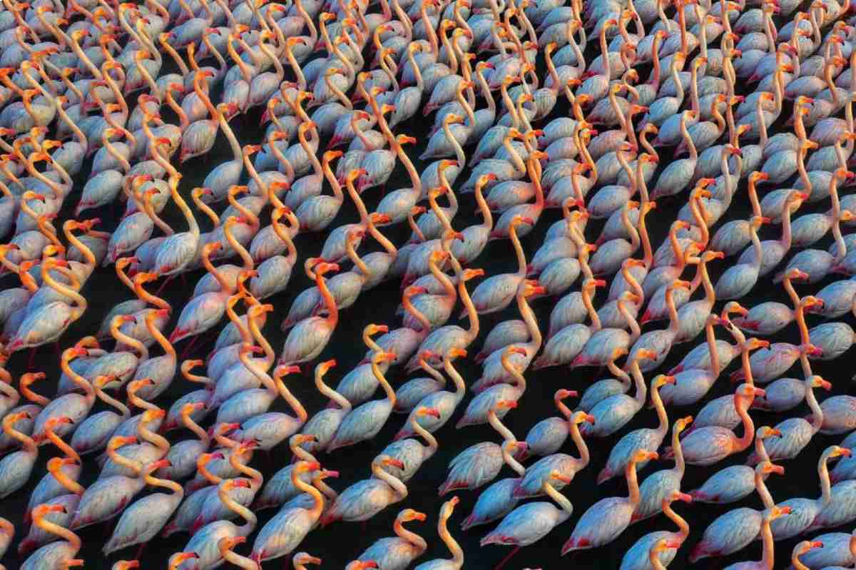 Multidão de flamingos – Mehdi Mohebipour