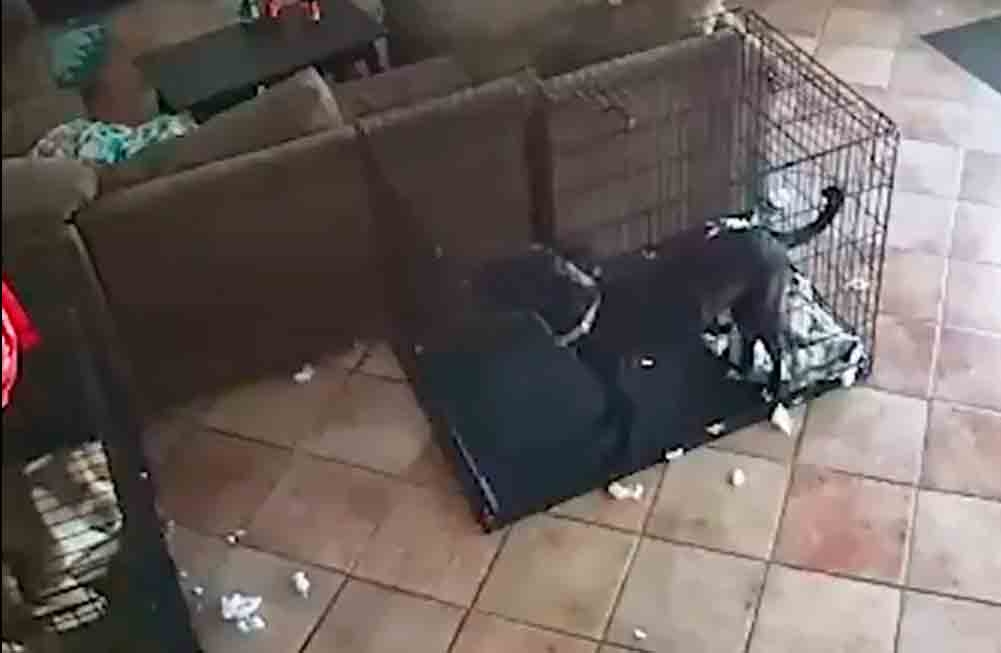 Vídeo perturbador mostra ‘fantasma’ tirando coleira de cachorro
