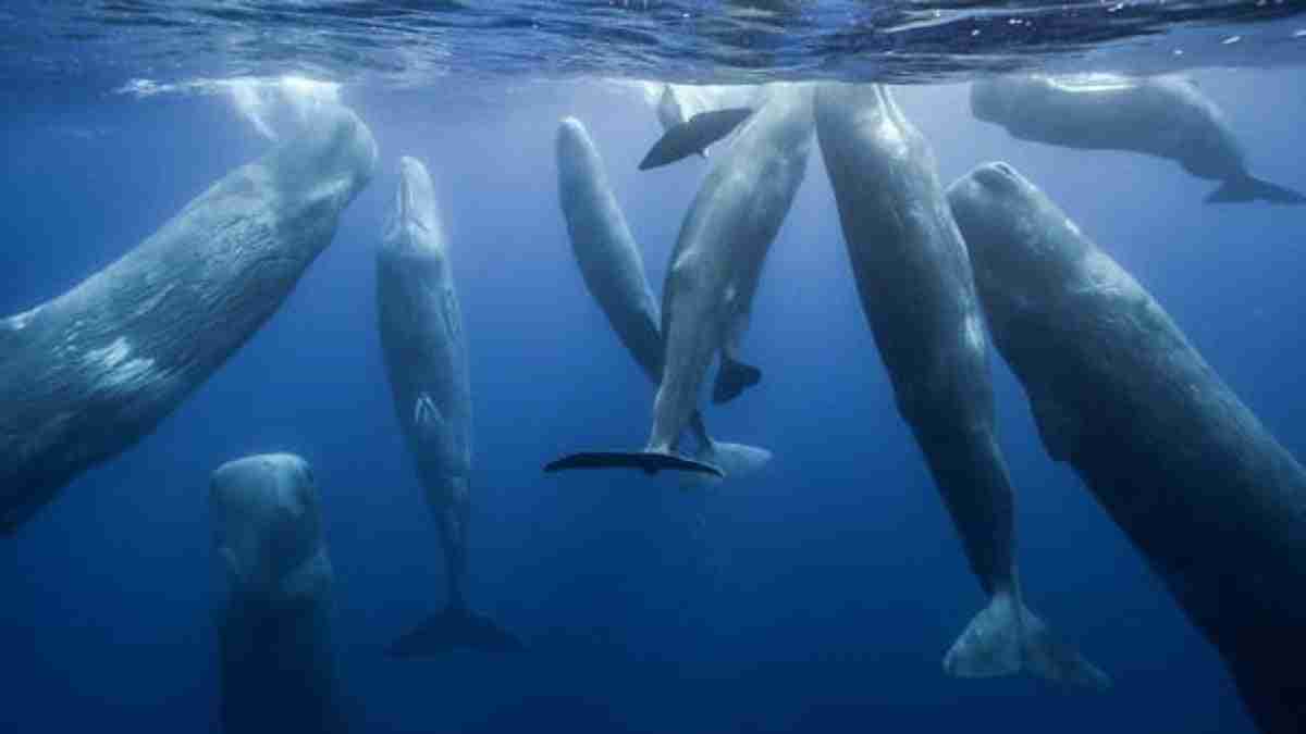 Baleias nas águas dos Açores. O arquipélago português está na lista dos Melhores do Mundo da National Geographic na categoria “natureza”. Fotos: Nat Geo Image Collection
