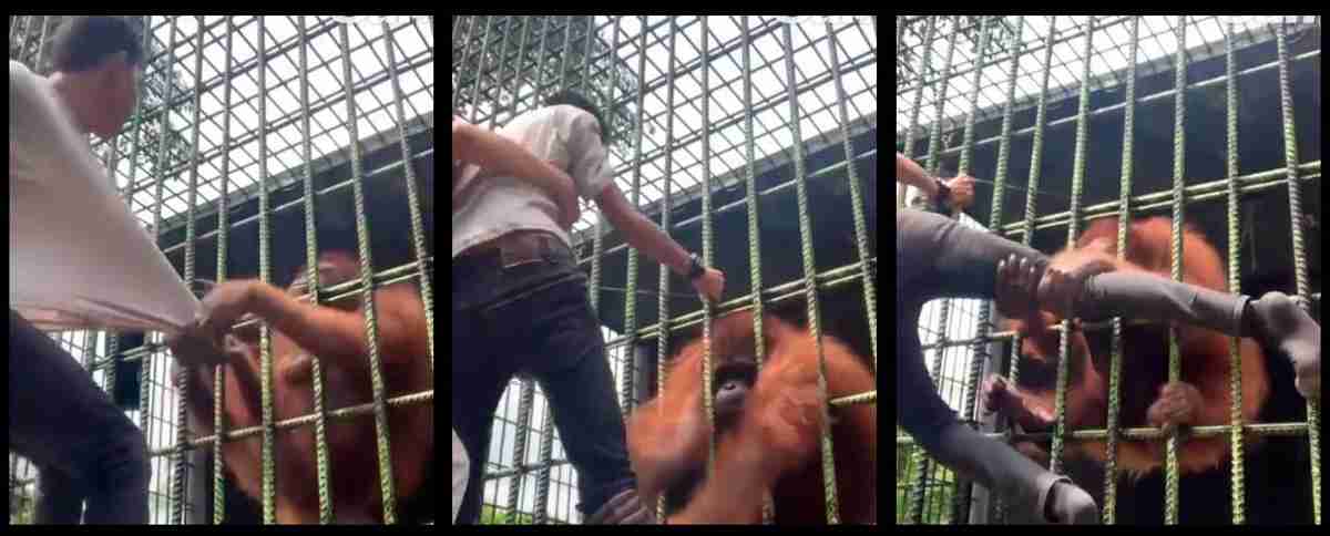Vídeo chocante: Visitante de zoológico é atacado por orangotango após pular cerca. Foto: Reprodução Twitter