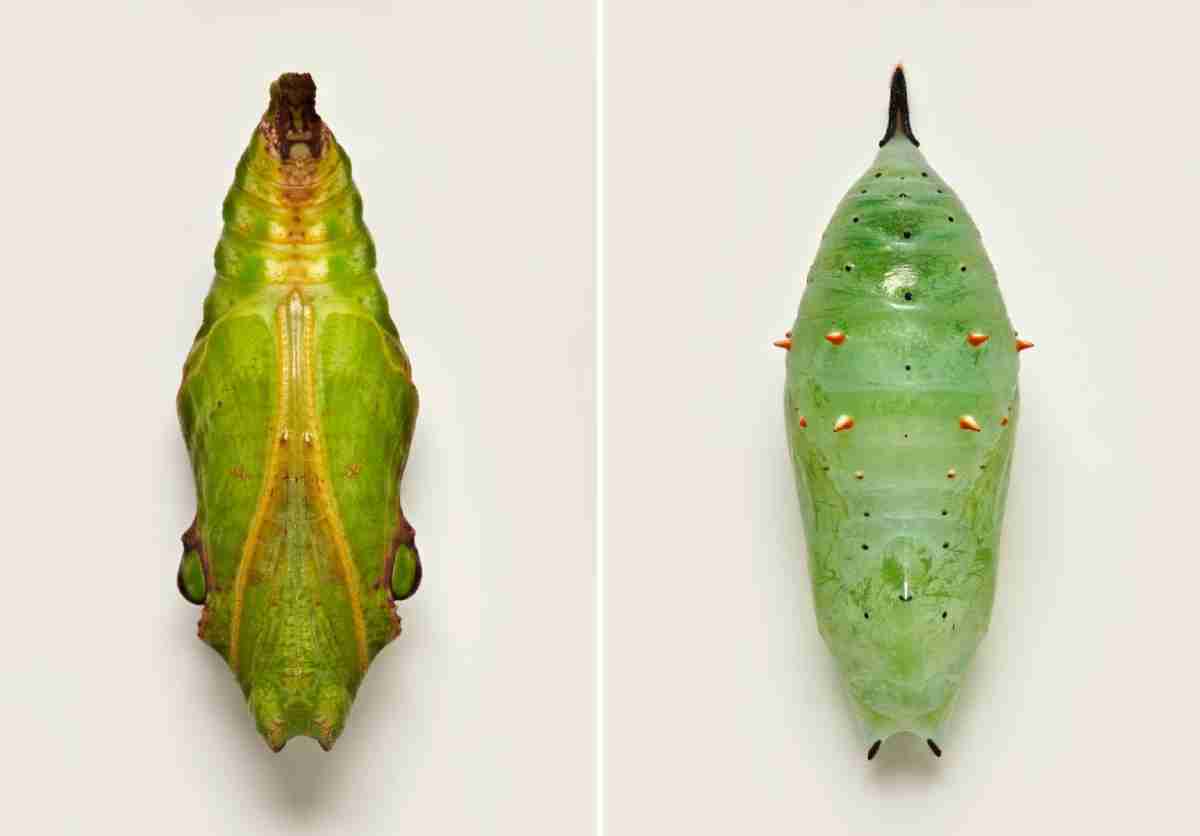 Fotógrafo revela a beleza inimaginável dos casulos de borboletas