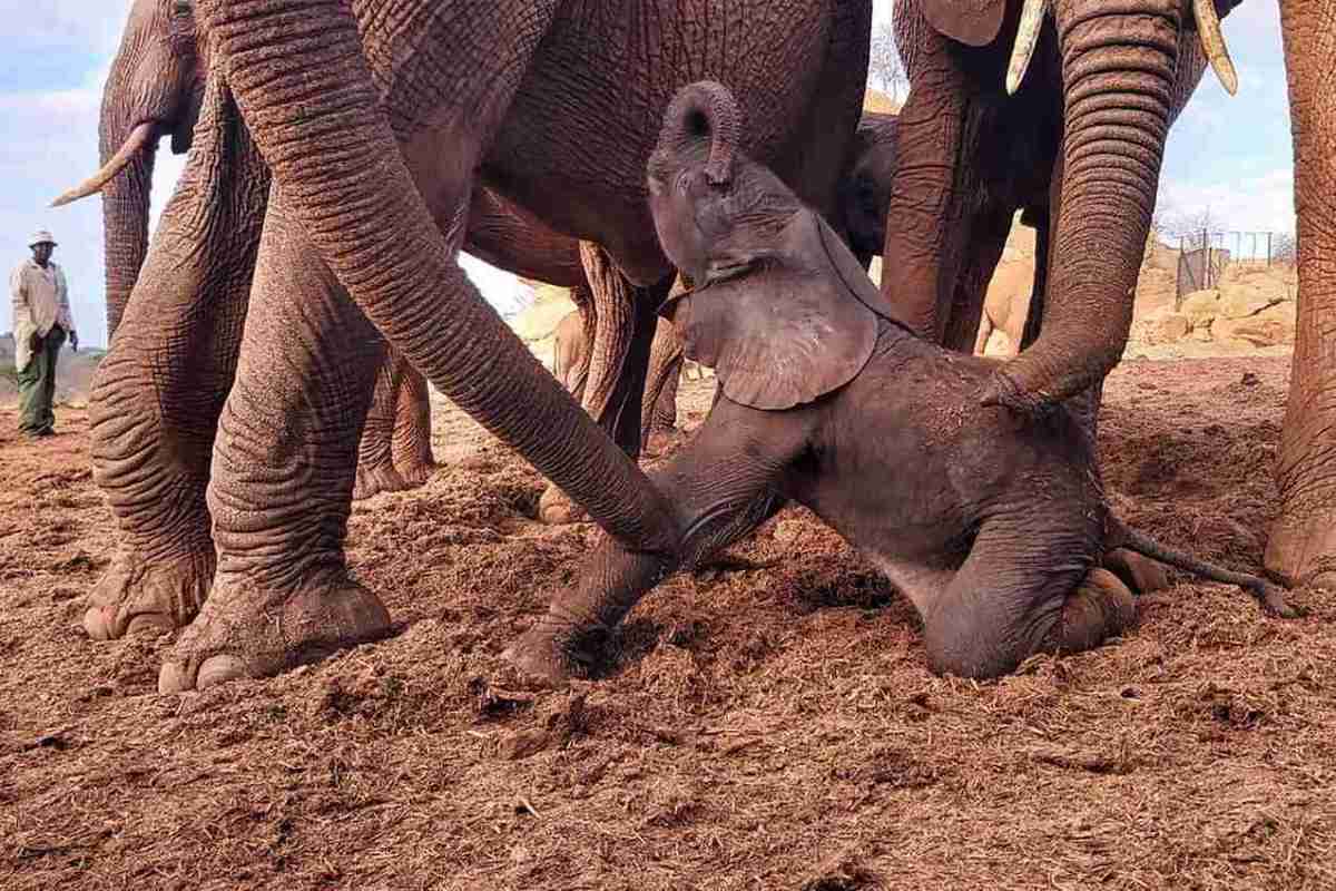 Manada de elefantes celebra o nascimento de um novo bebê; veja o vídeo