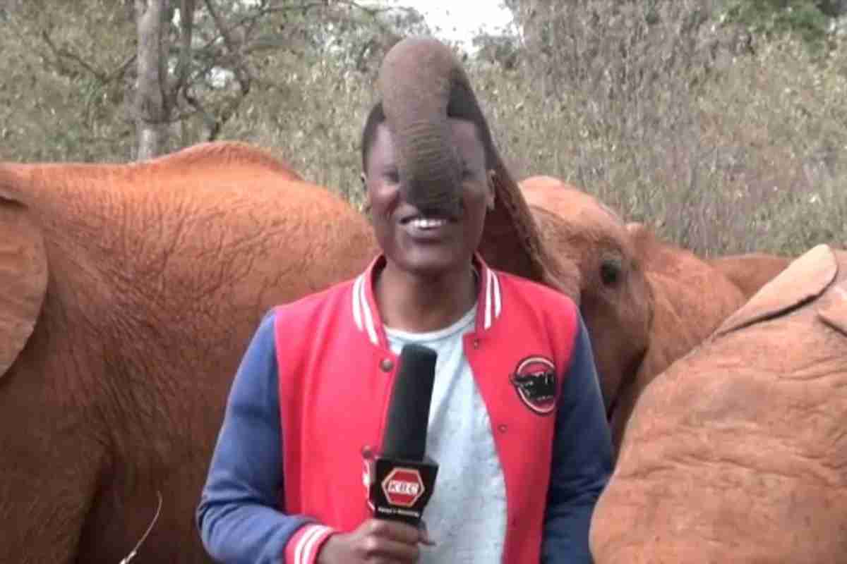 Repórter do Quênia é surpreendido por elefante brincalhão; assista o vídeo