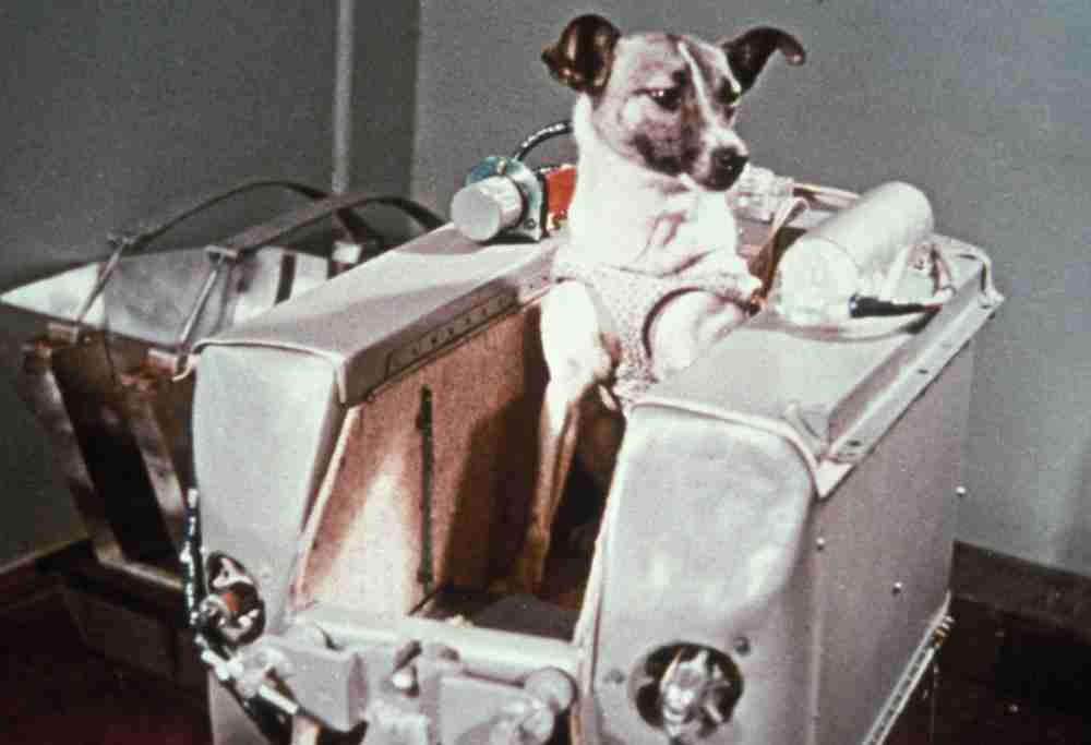 Laika: primeiro voo de ser vivo no espaço completa 65 anos