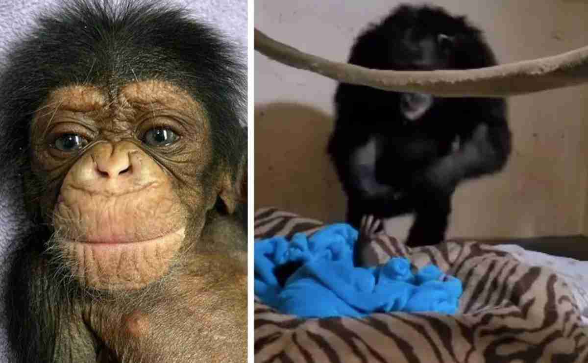Em vídeo emocionante, mãe chimpanzé reencontra bebê após complicações no parto