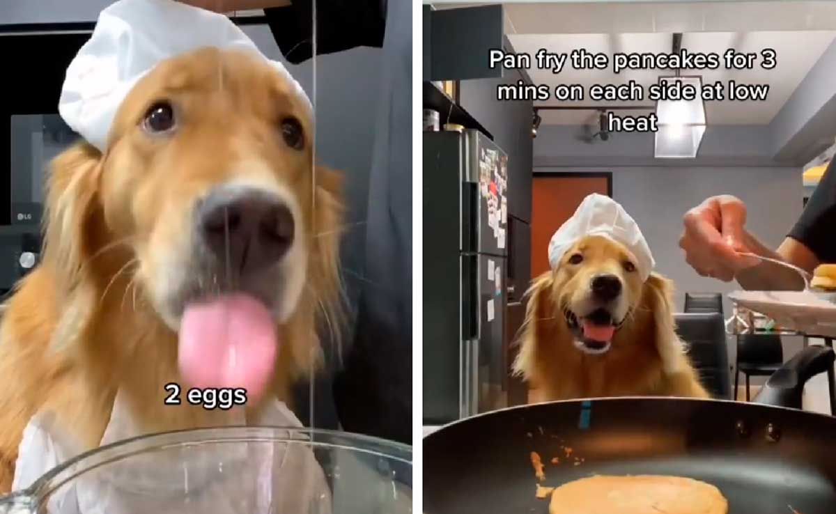 Vídeo hilário e fofo: cachorro ‘chef’ ensina receita de panqueca de banana
