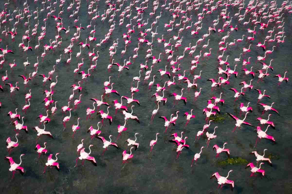 Fotógrafo documenta migração de flamingos em fotos aéreas espetaculares