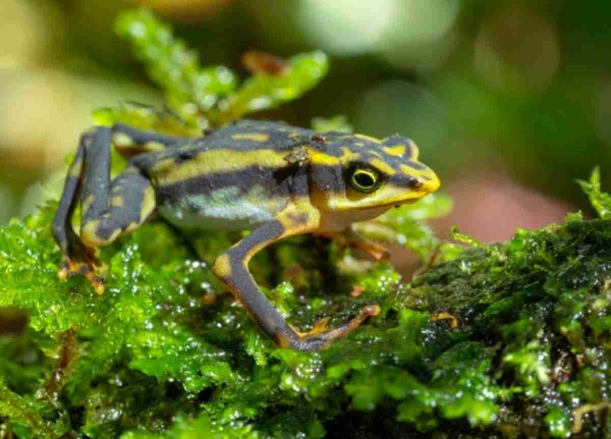 No Equador, equipe de biólogos reencontra 32 espécies de sapo consideradas extintas