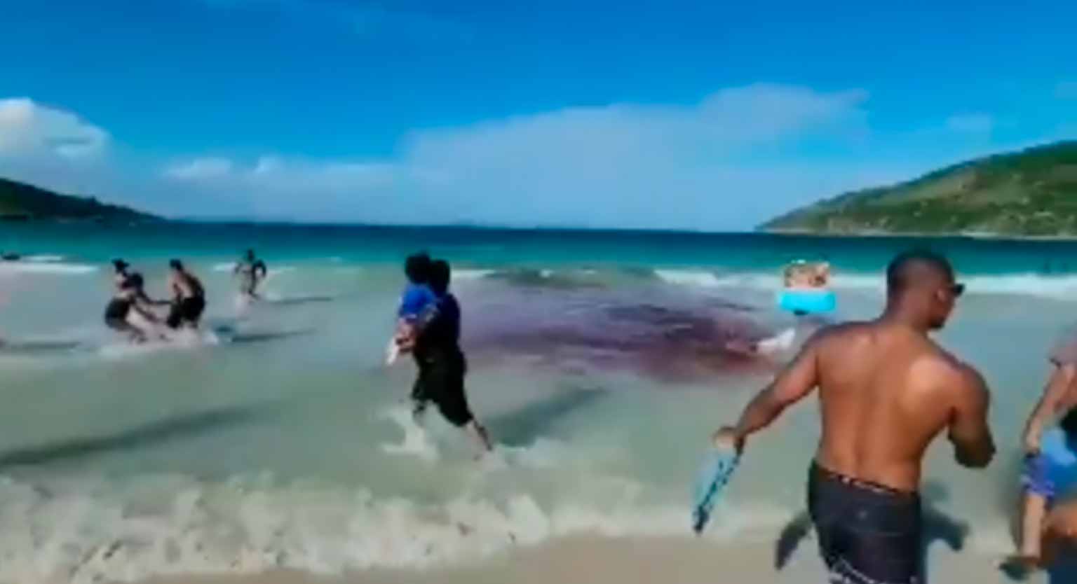 Arraial do Cabo: Banhistas confundem encalhe de baleias com ataque de tubarão e ficam em pânico. Fotos: Reprodução twitter