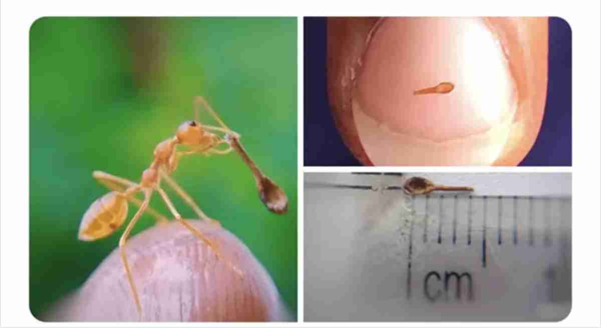 É para formiga? Grupo online diverte postando imagens de objetos minúsculos