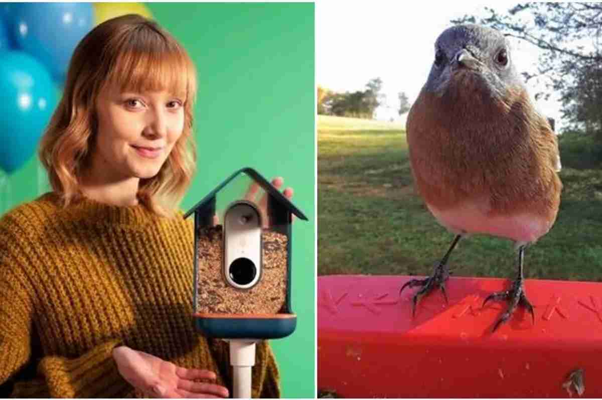 Tecnologia transforma comedouro de pássaros em aplicativo que tira fotos e identifica espécies