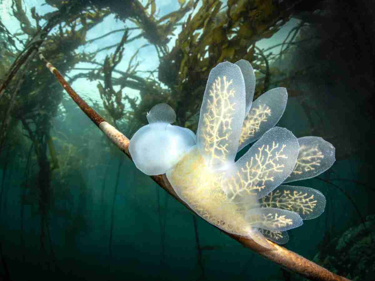 Concurso premia as melhores fotos subaquáticas de 2022; confira algumas das imagens vencedoras