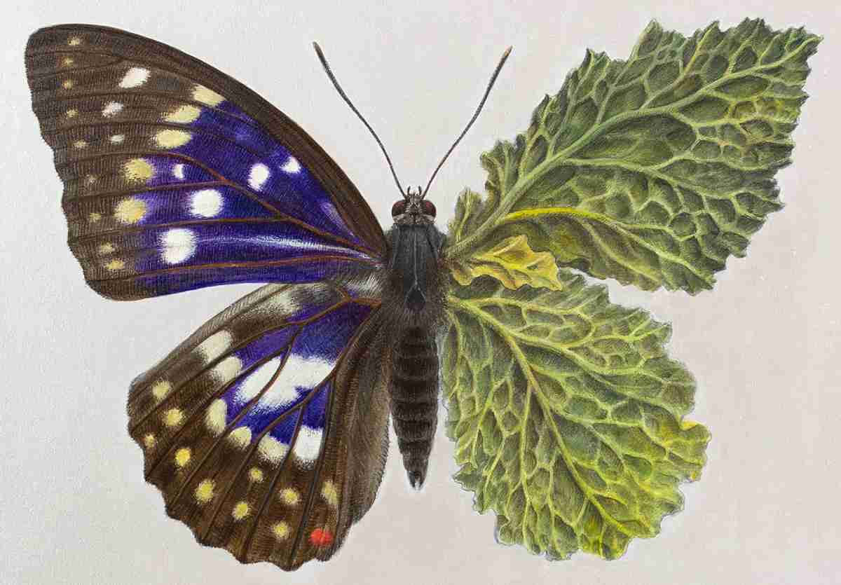 Artista japonesa funde plantas, insetos e anatomia humana em ilustrações curiosas