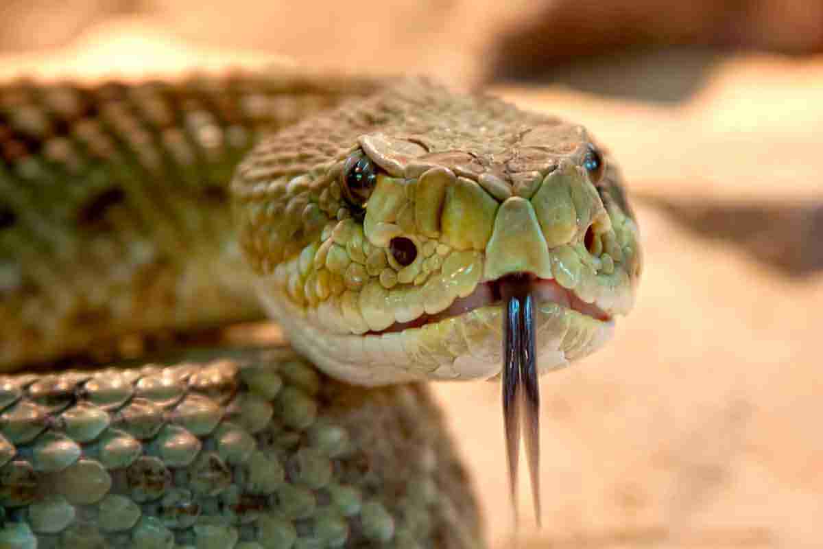 Veneno de serpente pode virar remédio contra o câncer. Foto: Pixabay