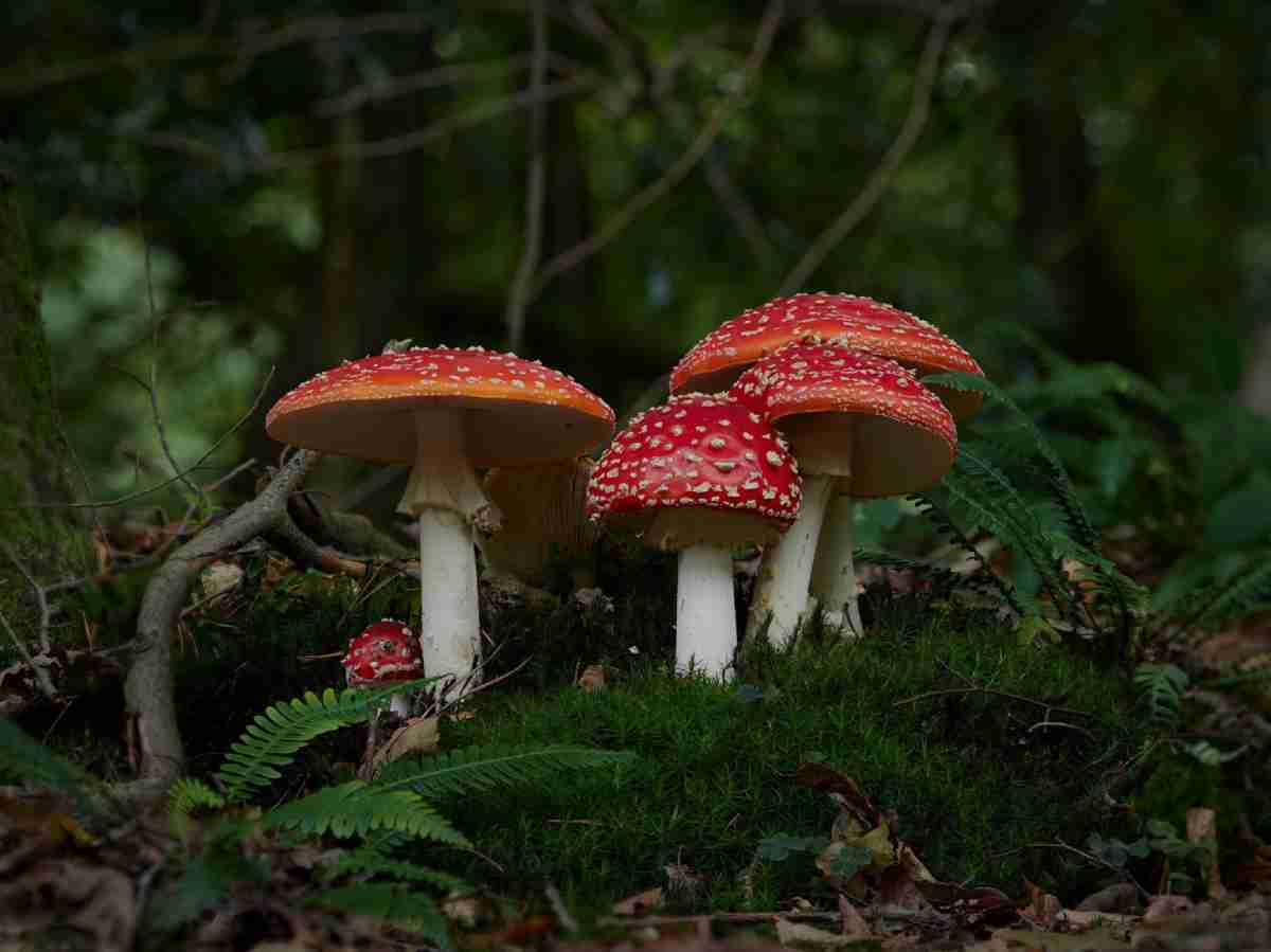 A diversidade e a beleza dos fungos em fotos impressionantes