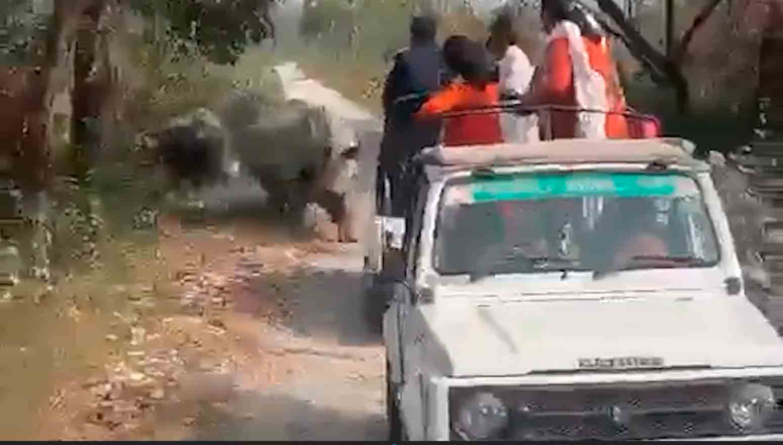 Rinocerontes atacam carro com turistas na Índia e 6 pessoas ficam . Foto: Reprodução Twitter