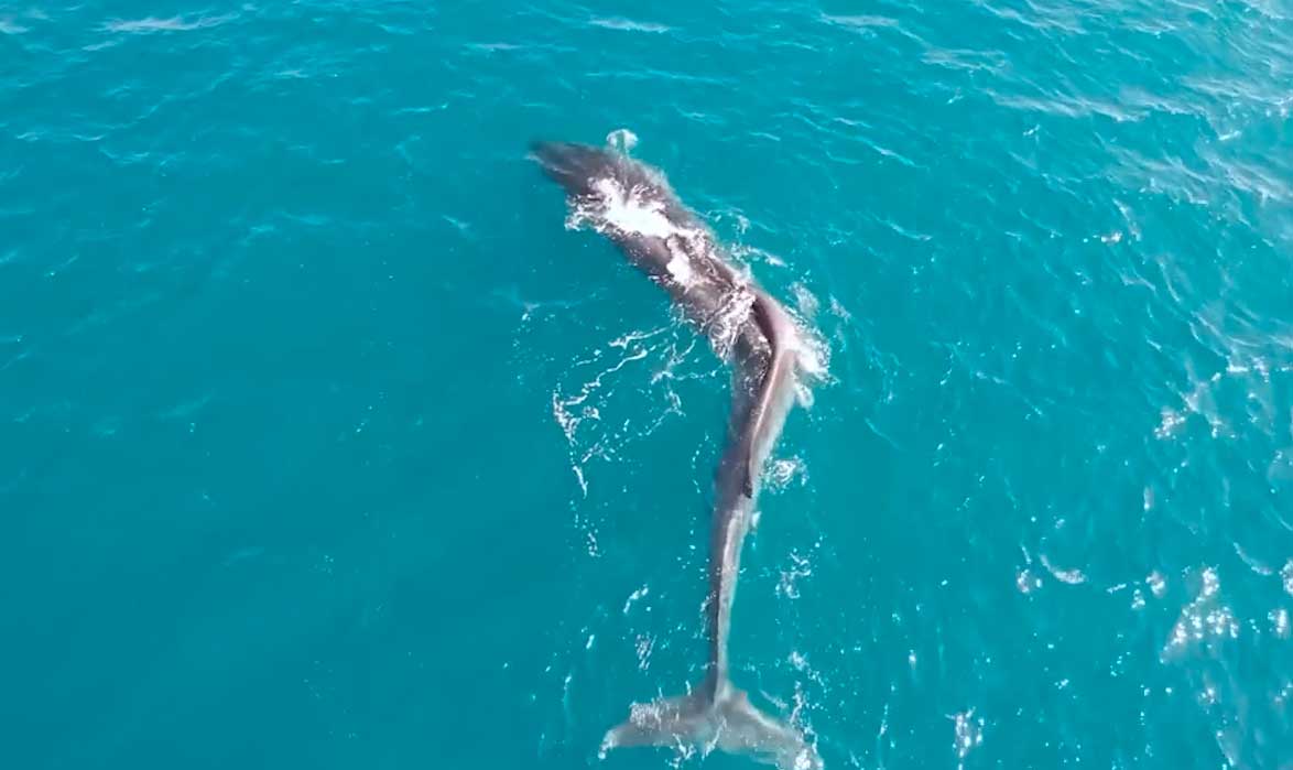 VÍDEO: Baleia com escoliose grave na costa da Espanha