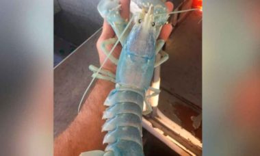 Raríssima lagosta “fantasma” é encontrada por pescador nos EUA. Foto: reprodução redes sociais