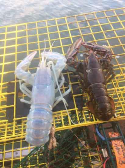 Raríssima lagosta “fantasma” é encontrada por pescador nos EUA. Foto: reprodução redes sociais