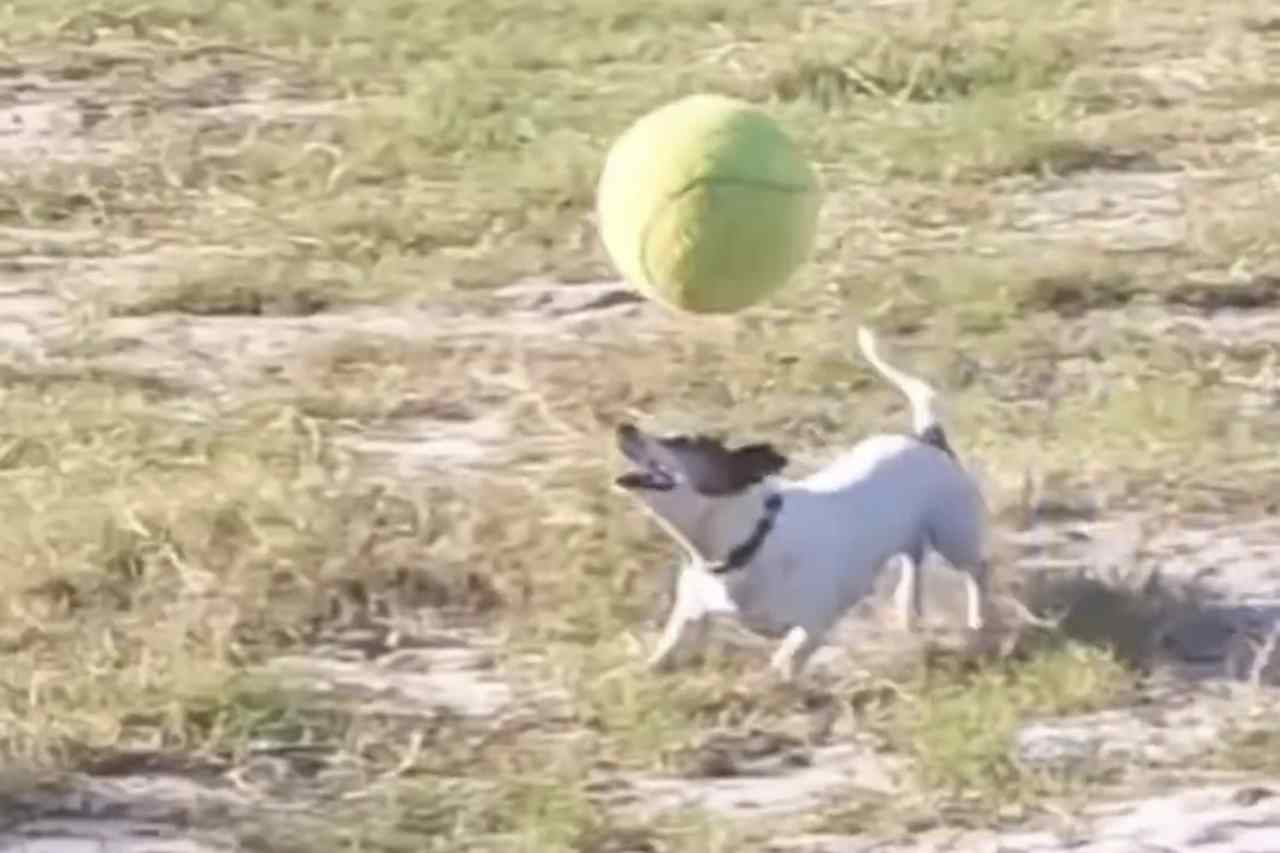 Hilarious video: you'll hardly find a more talented little dog than this one (Photo: Twitter)