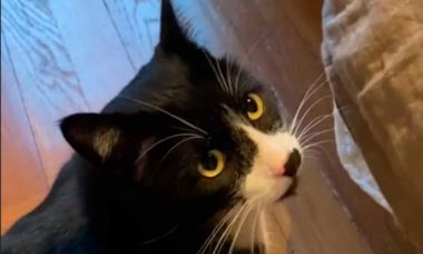 Vídeo: Mulher protagoniza história triste ao adotar o gato que foi de sua avó