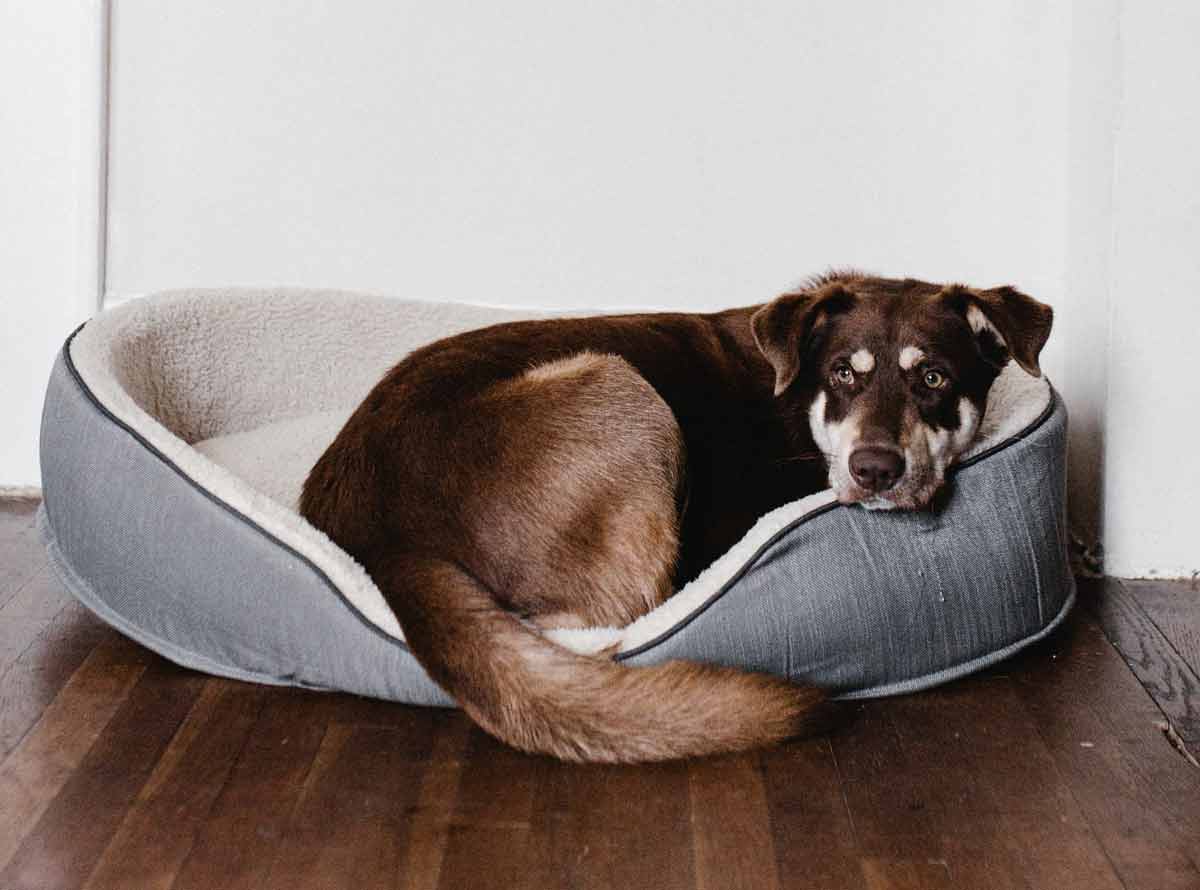 5 steps to clean your dog's bed and get rid of bacteria