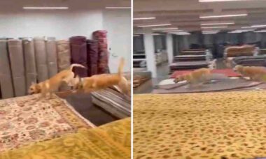 Video divertente: cani impazziscono in un negozio di tappeti