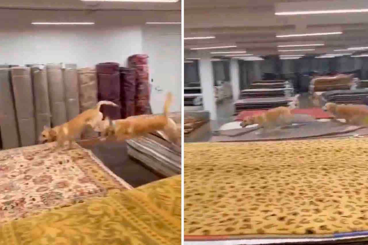 Video divertente: cani impazziscono in un negozio di tappeti
