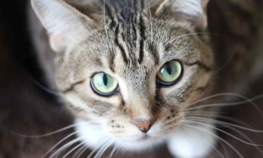 Study explains why you should blink at your cat. Photo: Pexels