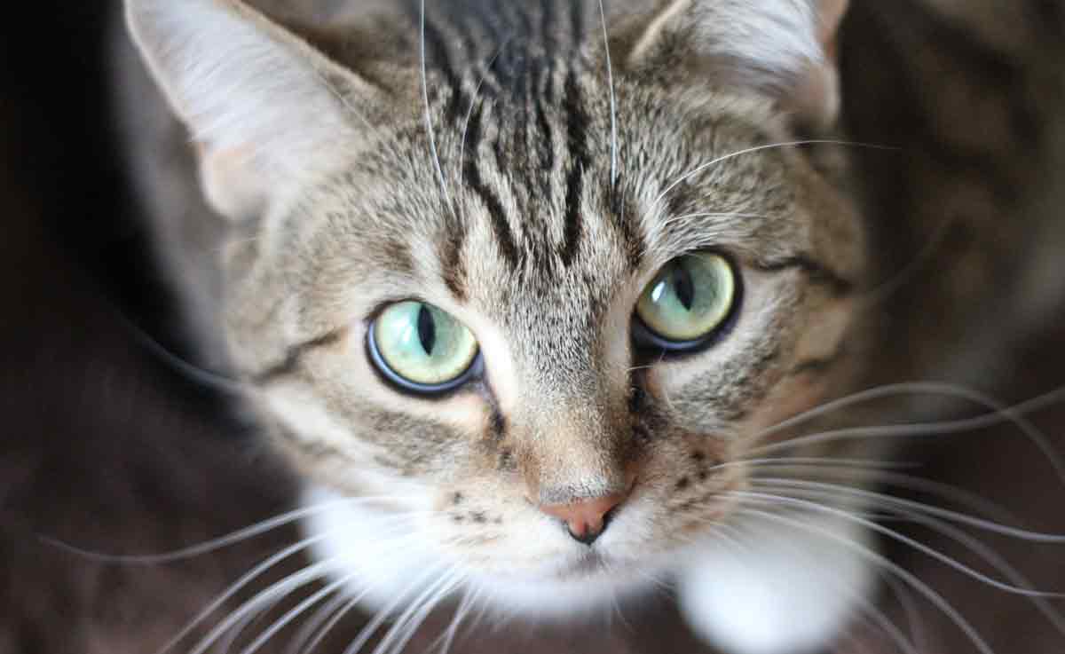 Study explains why you should blink at your cat. Photo: Pexels
