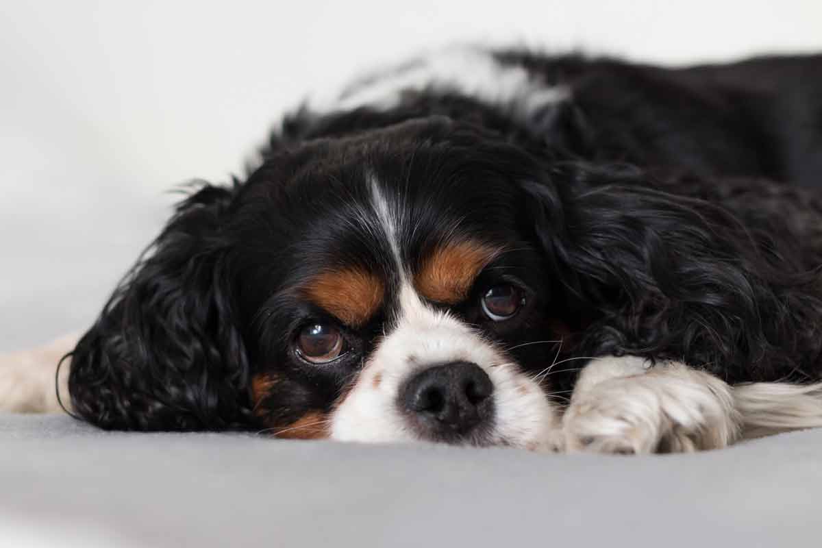 5 steps to clean your dog's bed and get rid of bacteria