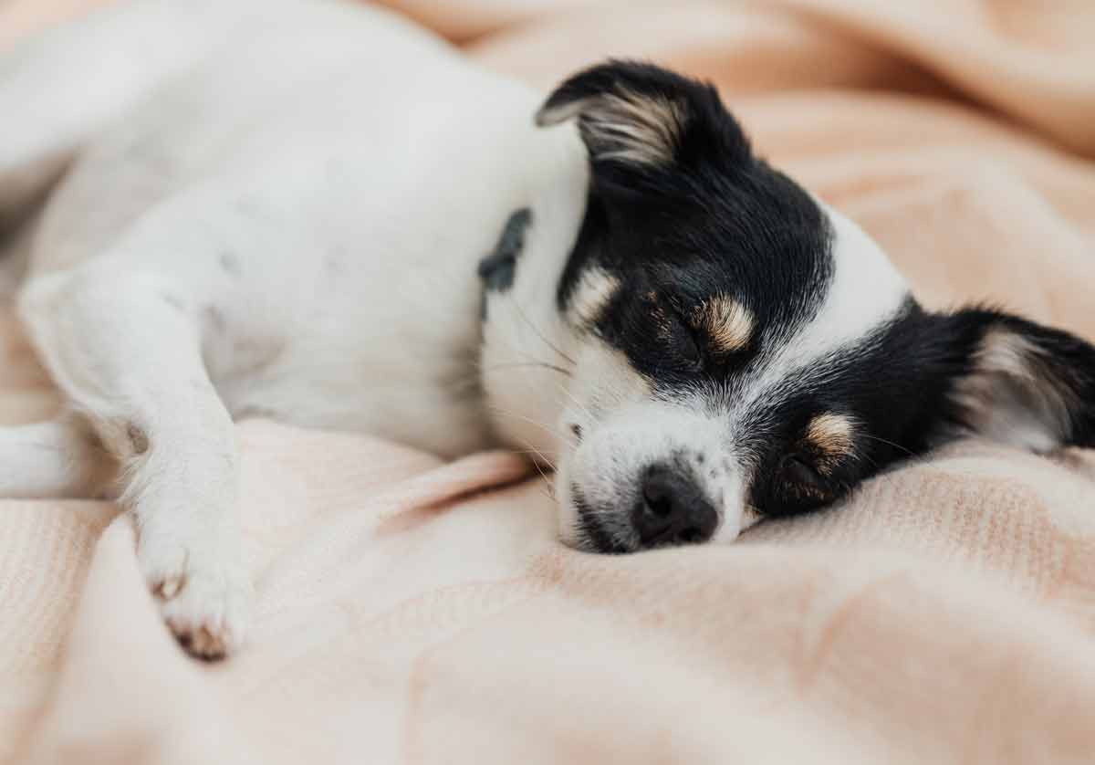 5 steps to clean your dog's bed and get rid of bacteria