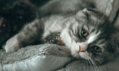 Research reveals that a cat's purring is not always a sign of contentment