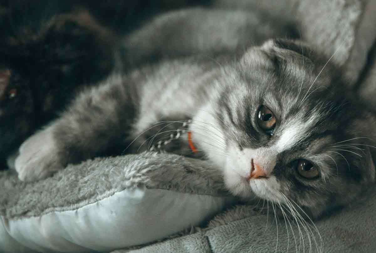 Research reveals that a cat's purring is not always a sign of contentment