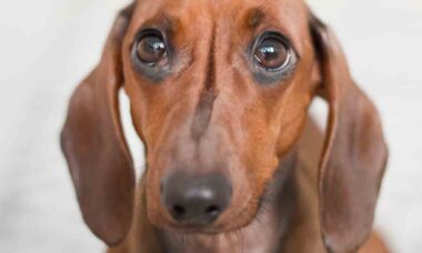 Scopri 8 consigli casalinghi per eliminare l'alito cattivo del tuo cane. Foto: Pexels