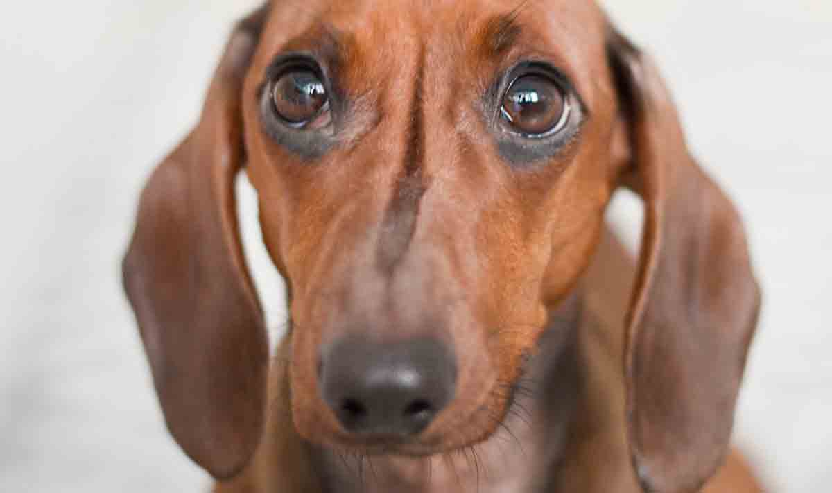 Scopri 8 consigli casalinghi per eliminare l'alito cattivo del tuo cane. Foto: Pexels