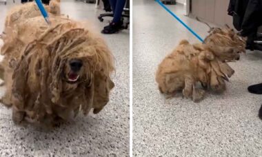 Cão é resgatado com quase um quilo de pelo emaranhado (Foto: Reprodução/TikTok)