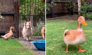 Video divertente: l'anatra pensa di essere un cane, e il branco sembra essere d'accordo (Foto: Riproduzione/TikTok)